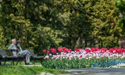 Elderly couple and flowers