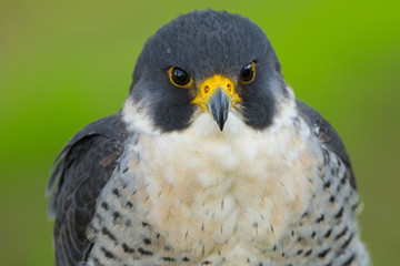 Peregrine Falcon