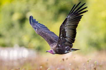 Obraz premium Vulture