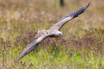 Fototapeta premium Red Kite