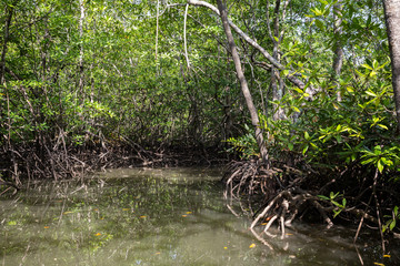 eine Bootsfahrt durch die Mangrovenwälder in Costa Rica