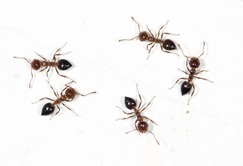 ants on a white wall