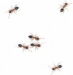 ants on a white wall