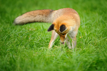 Red fox standing looking down to green grass