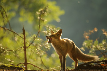 Red fox lick it self in beauty backllight