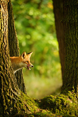 Red fox behind tree trunk peep a lick it self