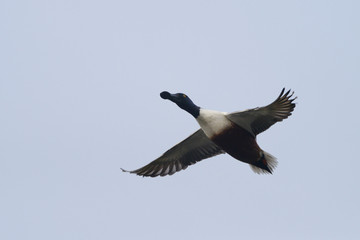 Northern Shoveler, Shoveler, Anas clypeata