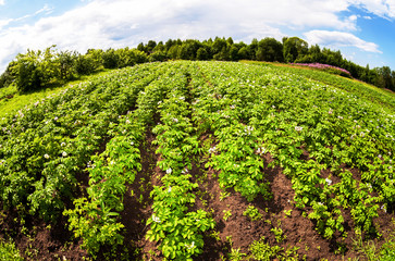 Fototapeta na wymiar Fisheye view on the potatoes plantation in sunny summer day
