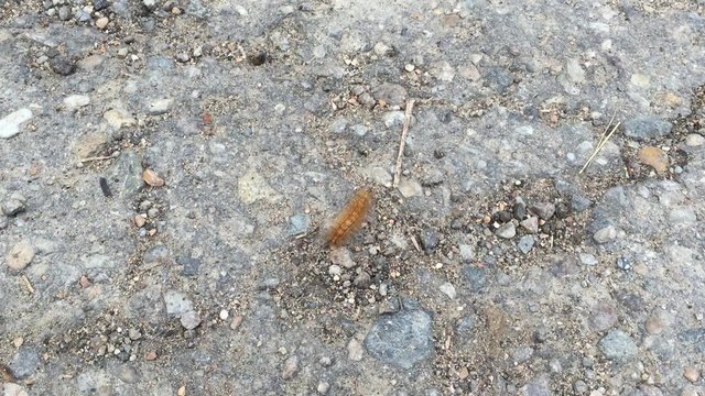 caterpillar crawling on the ground