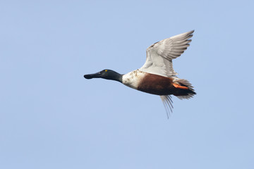 Northern Shoveler, Shoveler, Anas clypeata