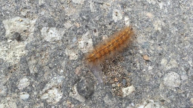 caterpillar crawling on the ground