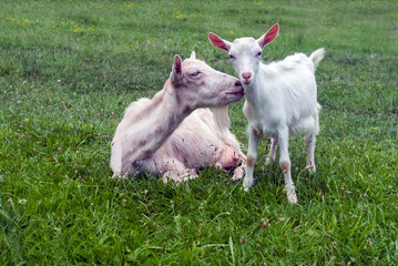 Obraz na płótnie Canvas Goat and lamb
