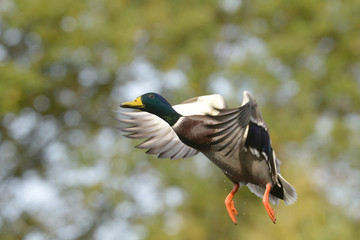Obraz premium Mallard, Anas platyrhynchos