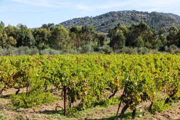 Fototapeta na wymiar Sardinië, wijngaard
