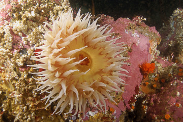 Naklejka na ściany i meble Sea Anemone underwater at California reef