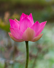 Big beautiful pink lotus.