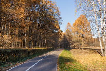 Road with bicycle lane in the autumn park