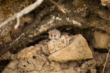 Australian Sugar Glider