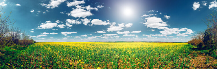 Obraz premium Flowers field in Bakota Park
