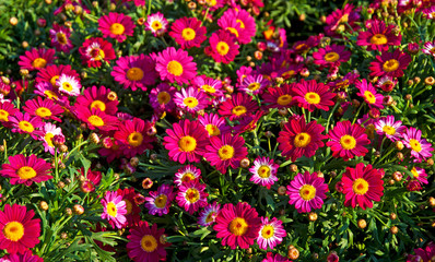 Colorful flowers in the garden
