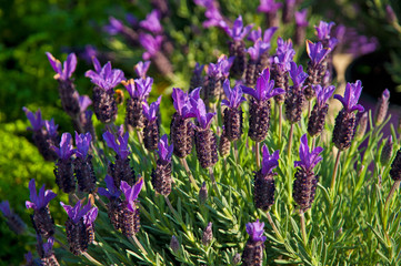Lavender