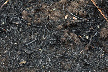 after the burnt ashes of reeds