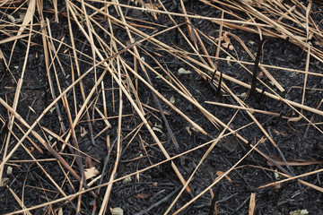 after the burnt ashes of reeds
