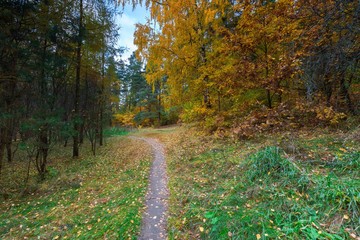 Obraz premium Beautiful wild autumnal forest with colorful fallen leaves