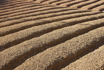 Hileras de cultivos agrícolas.
