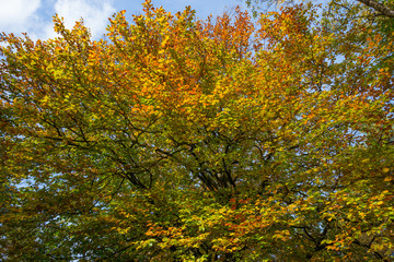 Fototapeta premium Foliage of a tree in autumn colors in sunlight