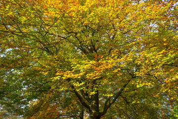 Foliage of  a tree in autumn colors in sunlight