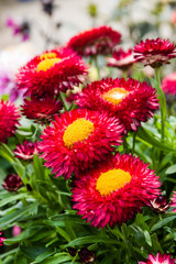 Red Strawflowers in bllom with leaves