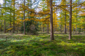 Fototapeta na wymiar Forest in autumn colors in sunlight