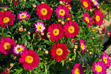 Colorful flowers in the garden
