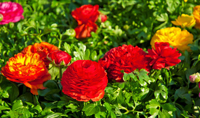 Colorful flowers in the garden