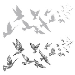 flying pigeons, hand drawn, vector illustration
