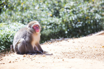 野生のサル