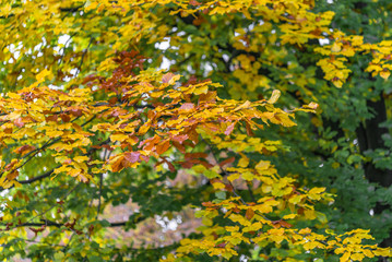 Autumn tree with yellow and orange leaves. Fall season treetops against blue sky background