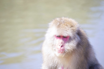 野生のサル