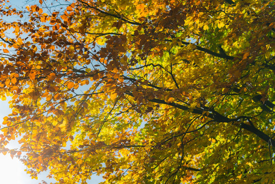 Autumn tree with yellow and orange leaves. Fall season treetops against blue sky background