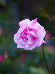 ピンク色の薔薇