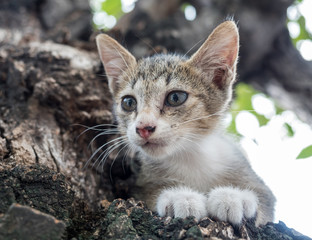 Little cute kitten on tree