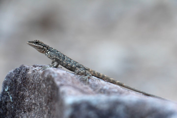 Close up of lizard on rock