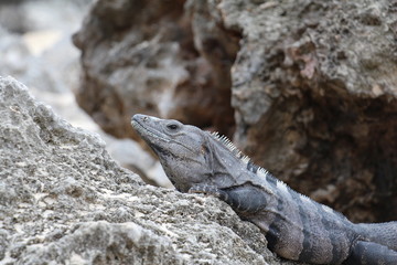 Mexican Black Spinytail Iguana Lounges in the Sun