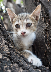 Little cute kitten on tree