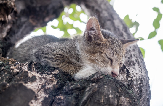 Little cute kitten on tree
