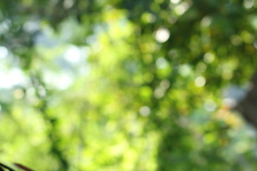 bokeh green color background nature soft natural - 94372403