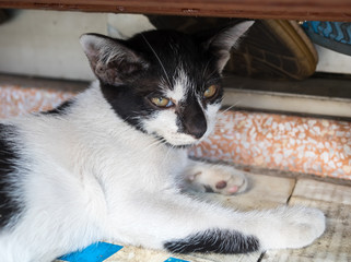 Little cute kitten lay on corridor