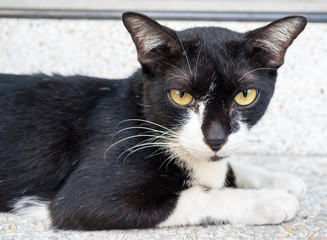 Adult cat lay on corridor