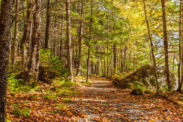 Forest Trail in Fall